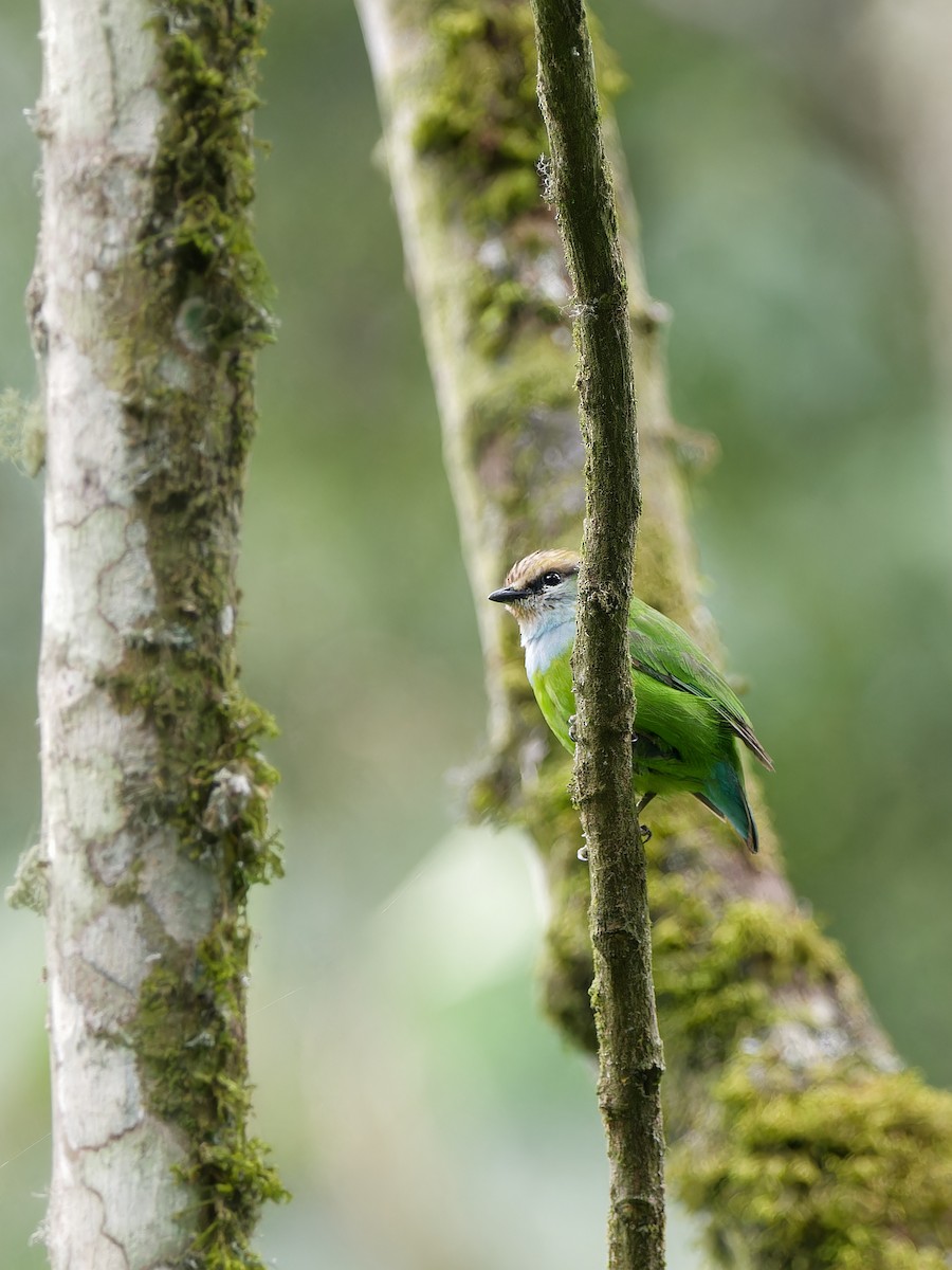 Grauer's Broadbill - ML622908615