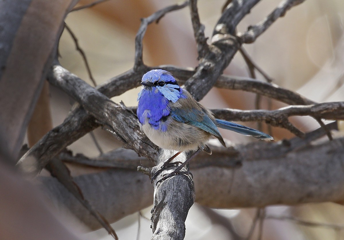 Splendid Fairywren - Kris Bernard