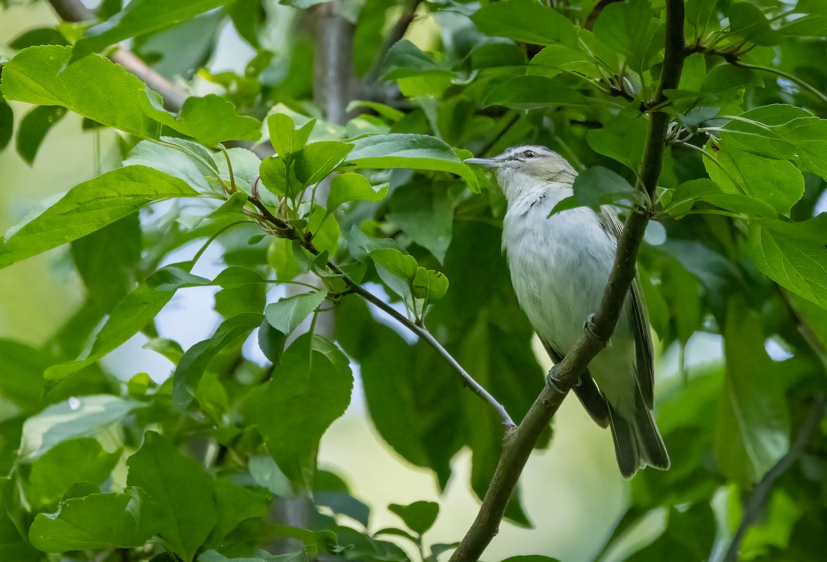 Red-eyed Vireo - ML622908636