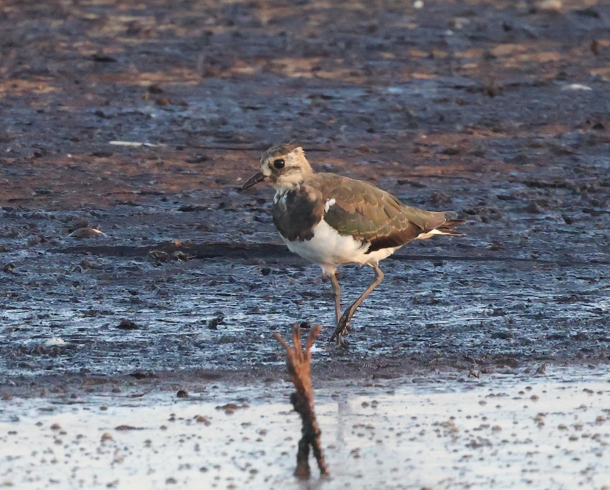 Northern Lapwing - Mileta Čeković