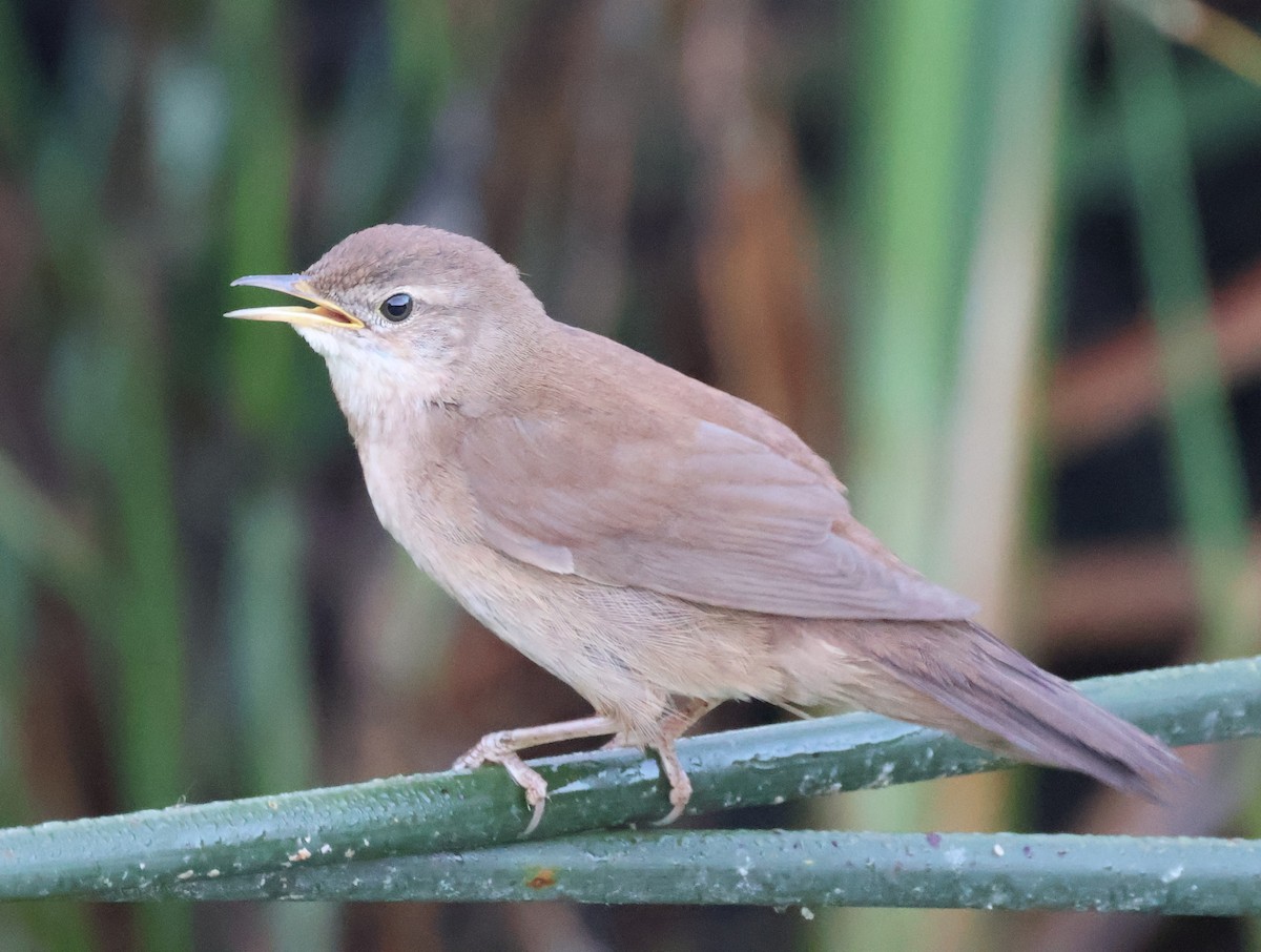 Savi's Warbler - ML622908665