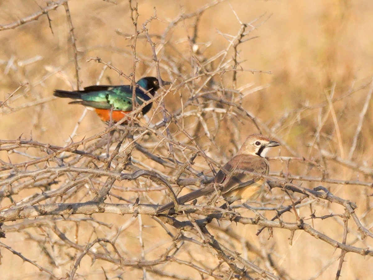 Hildebrandt's Starling - ML622908671