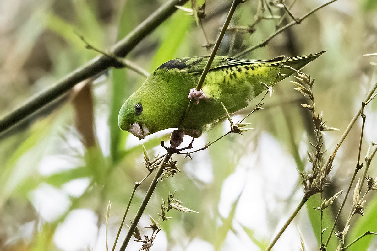 Barred Parakeet - ML622908673