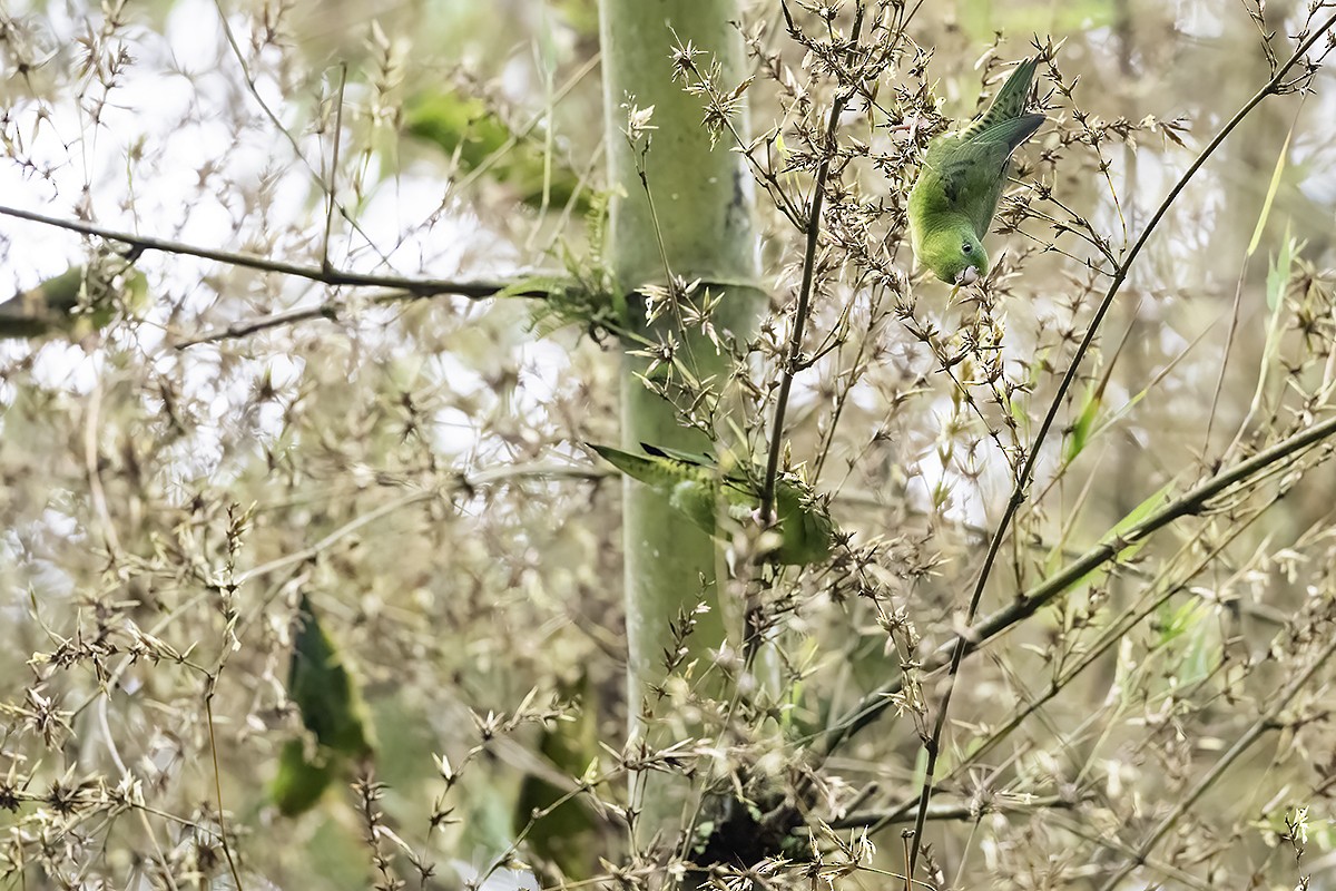 Barred Parakeet - ML622908674