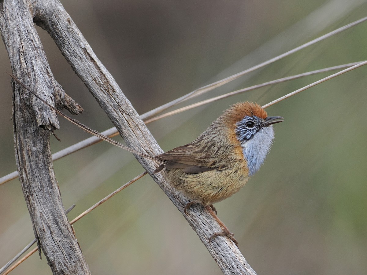 Mallee Emuwren - Mark Sutton