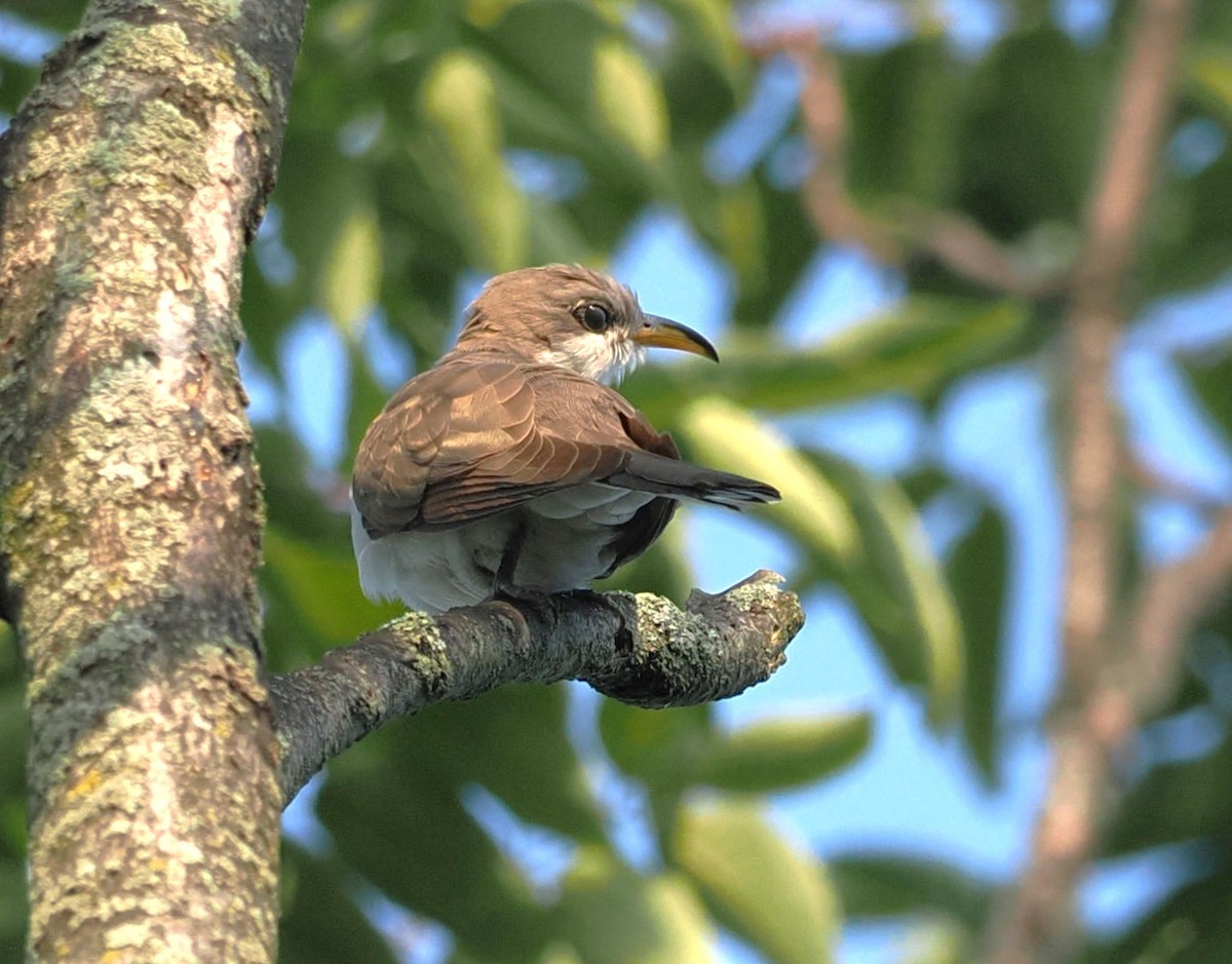 Yellow-billed Cuckoo - Russell Hoffman