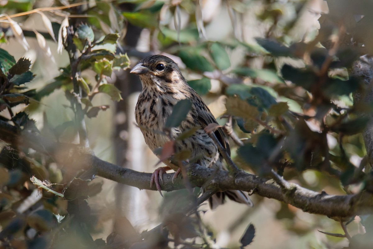 Cirl Bunting - Paula González Lominchar