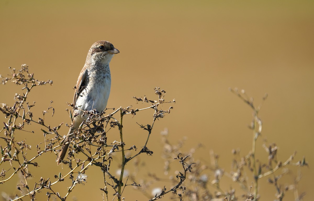 Red-backed Shrike - ML622908720