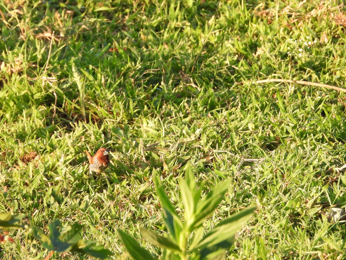 Scaly-breasted Munia - Vidhya Sundar