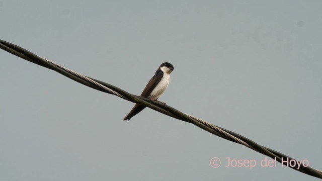 Ластовиця патагонська (підвид cyanoleuca) - ML622908739