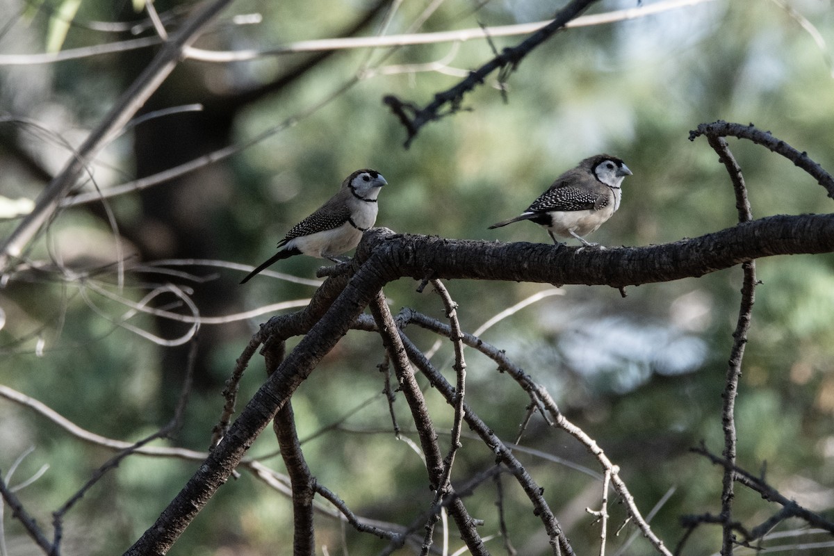 Double-barred Finch - Owen  Lawton