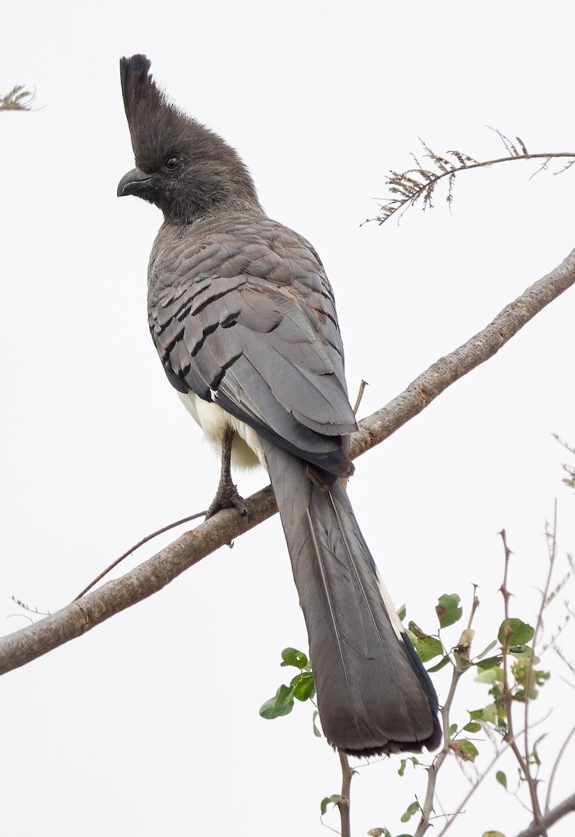 White-bellied Go-away-bird - ML622908758