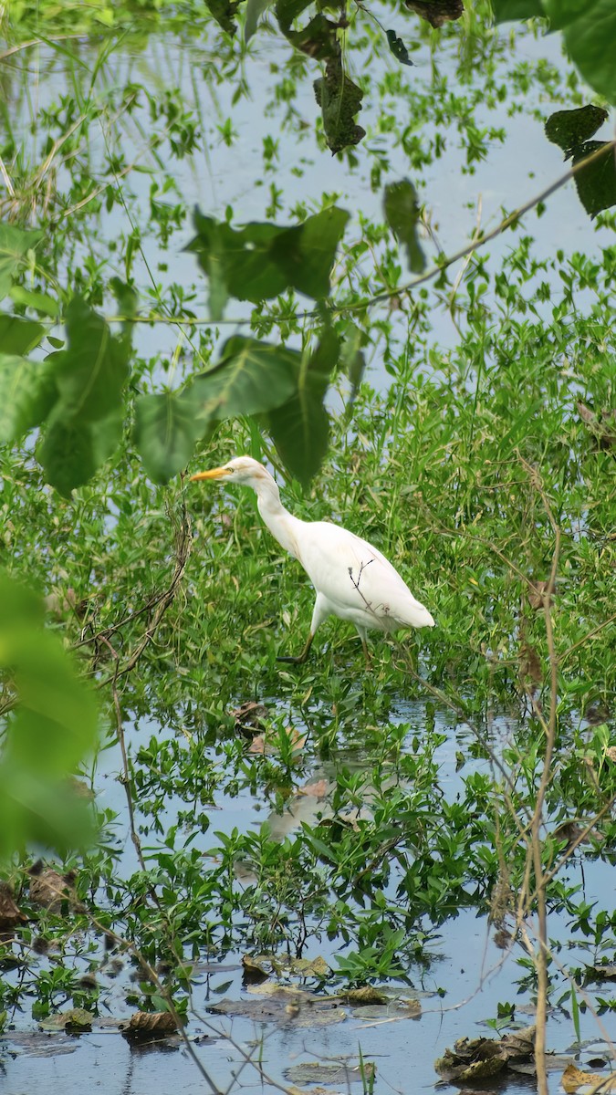 Eastern Cattle Egret - Tang Zhuoran