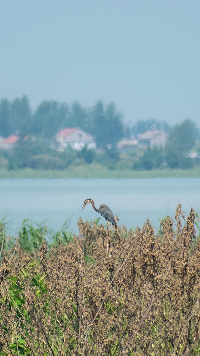 Purple Heron - Tang Zhuoran