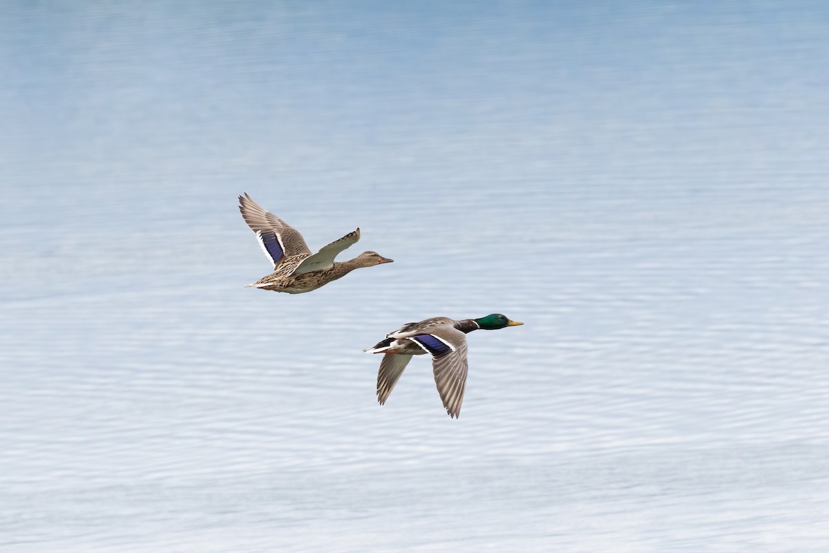 Mallard - Jozef Horvát