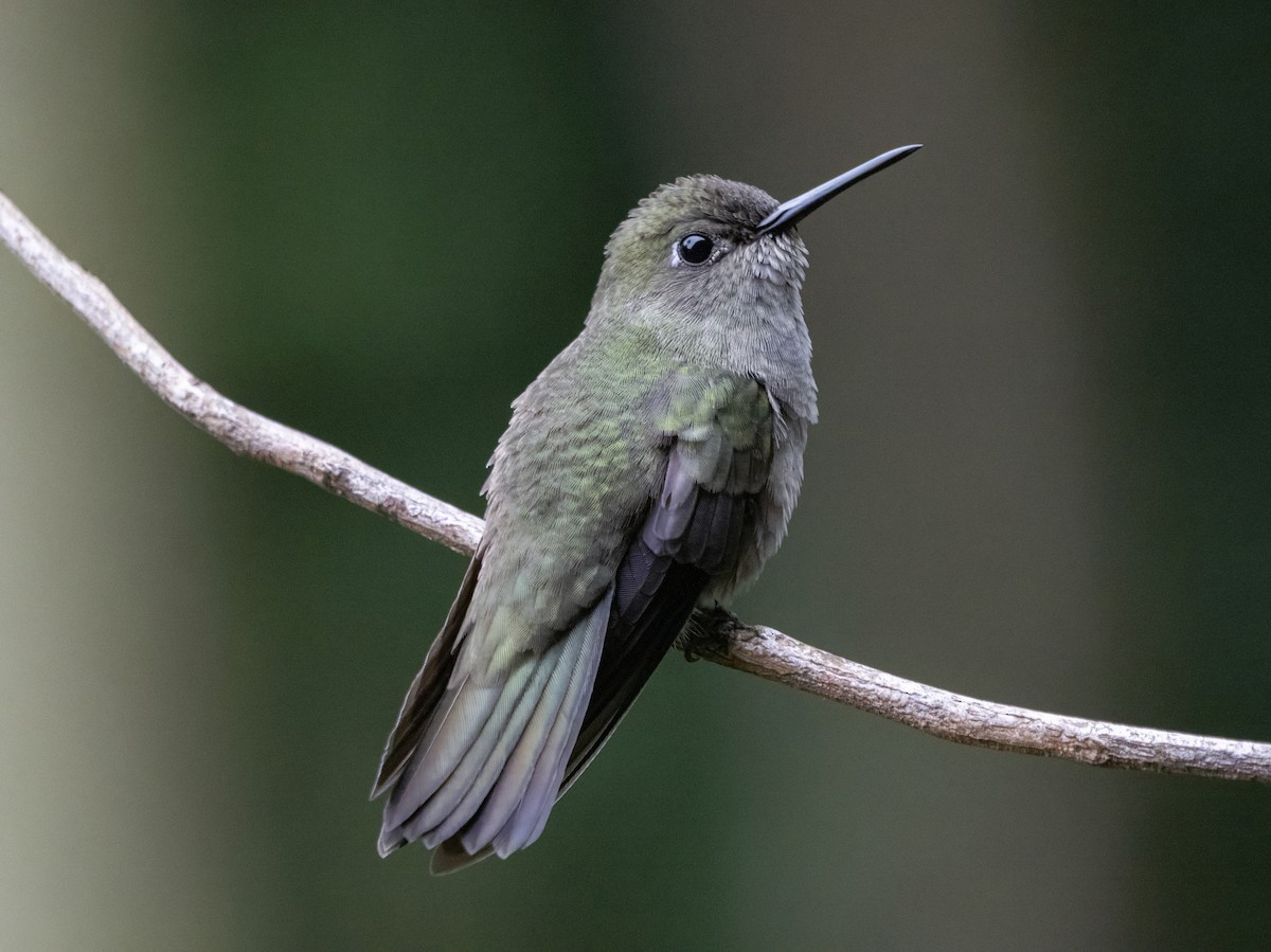 Sombre Hummingbird - ML622908809