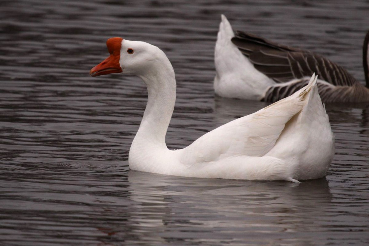 Swan Goose (Domestic type) - ML622908821