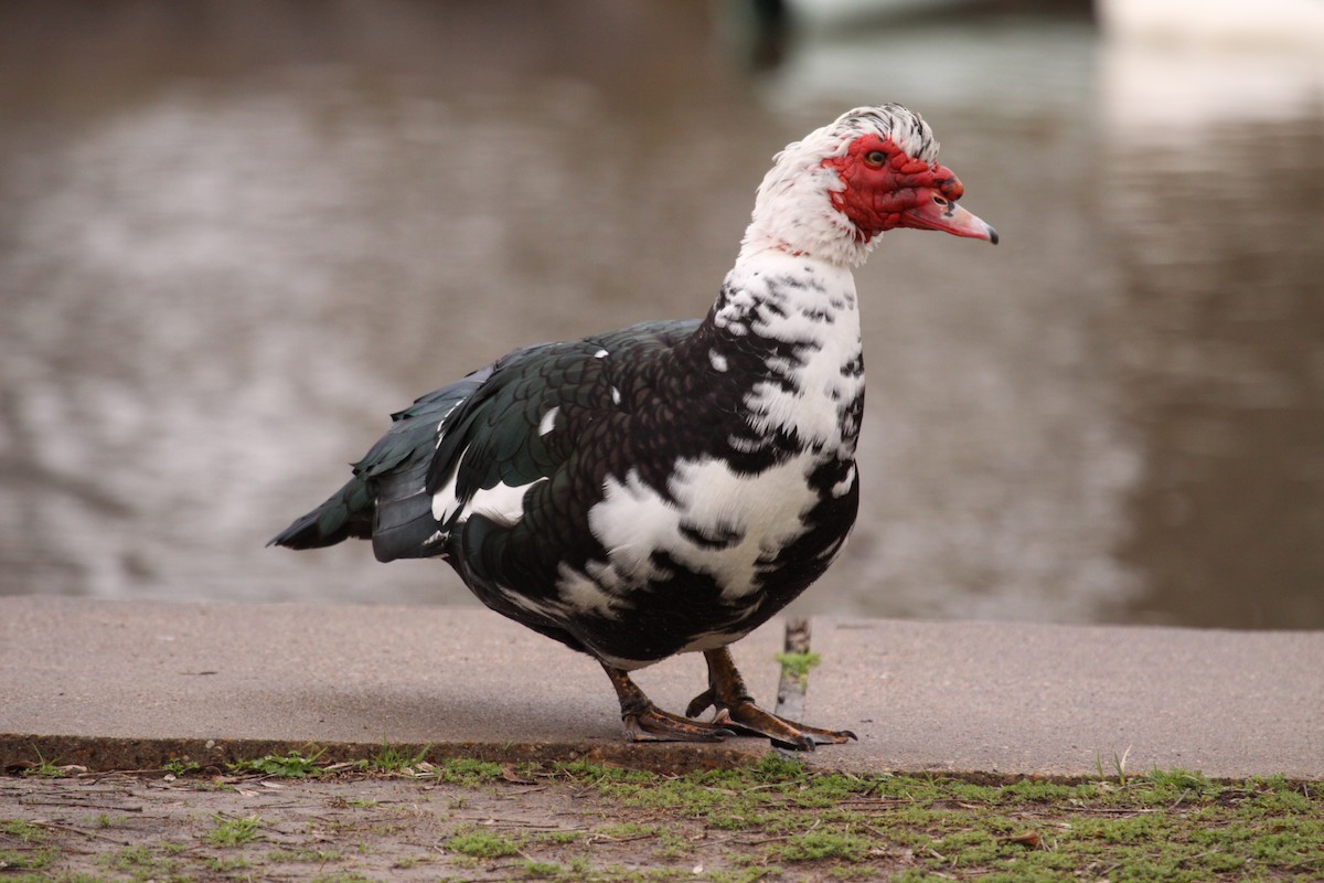 Muscovy Duck (Domestic type) - ML622908881