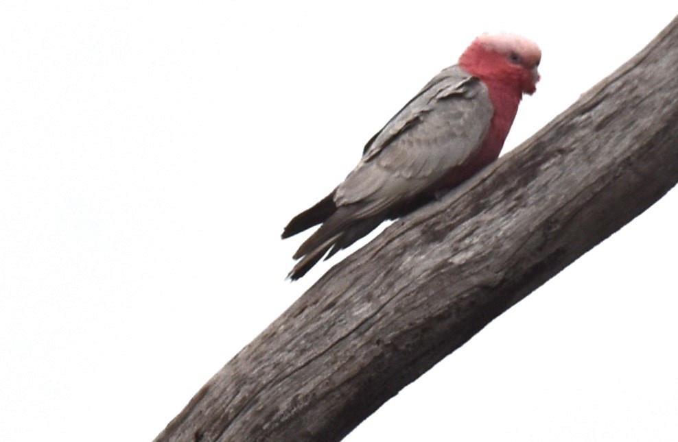 Galah - ML622908897