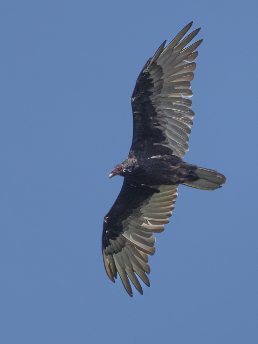 Turkey Vulture - ML622908903