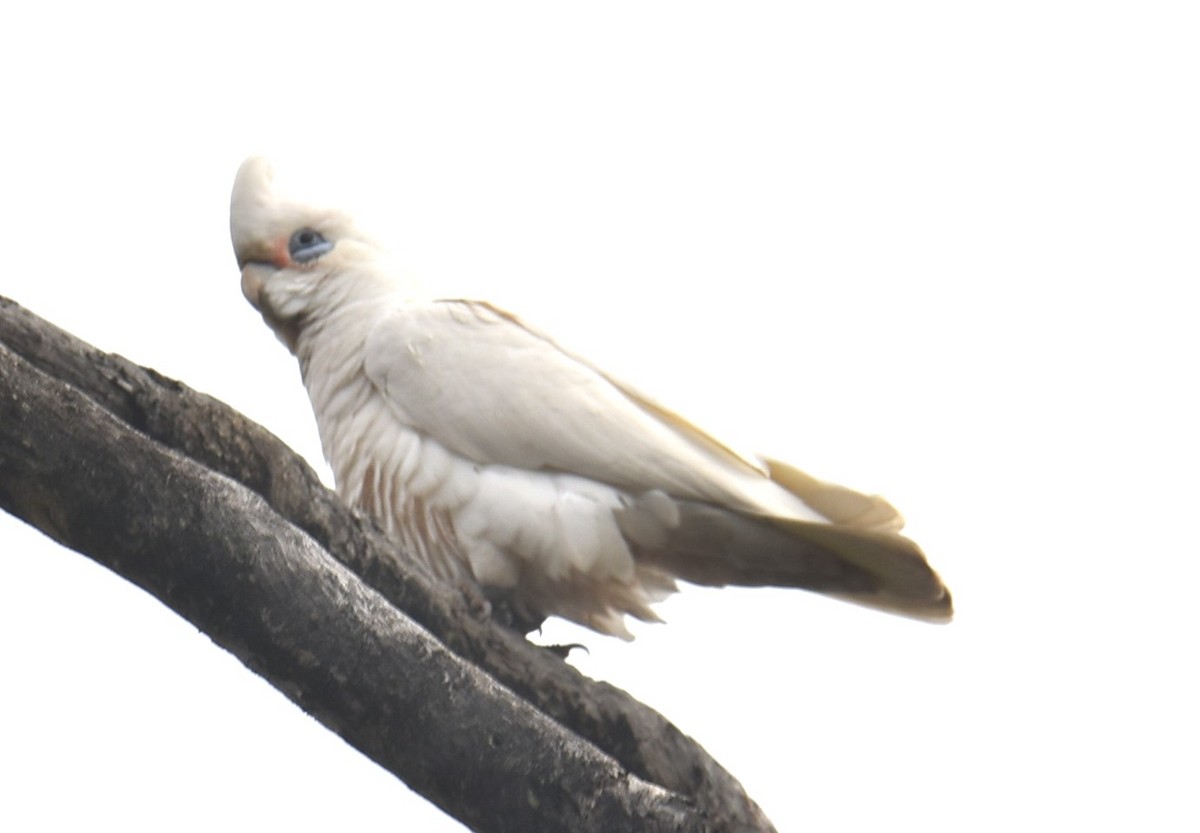 Little Corella - ML622908908