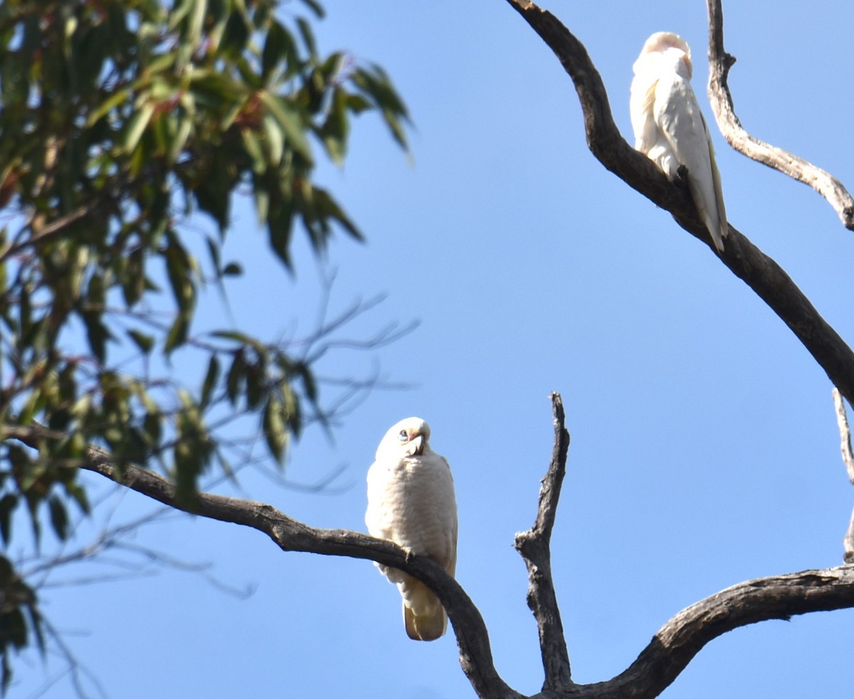 Little Corella - ML622908910