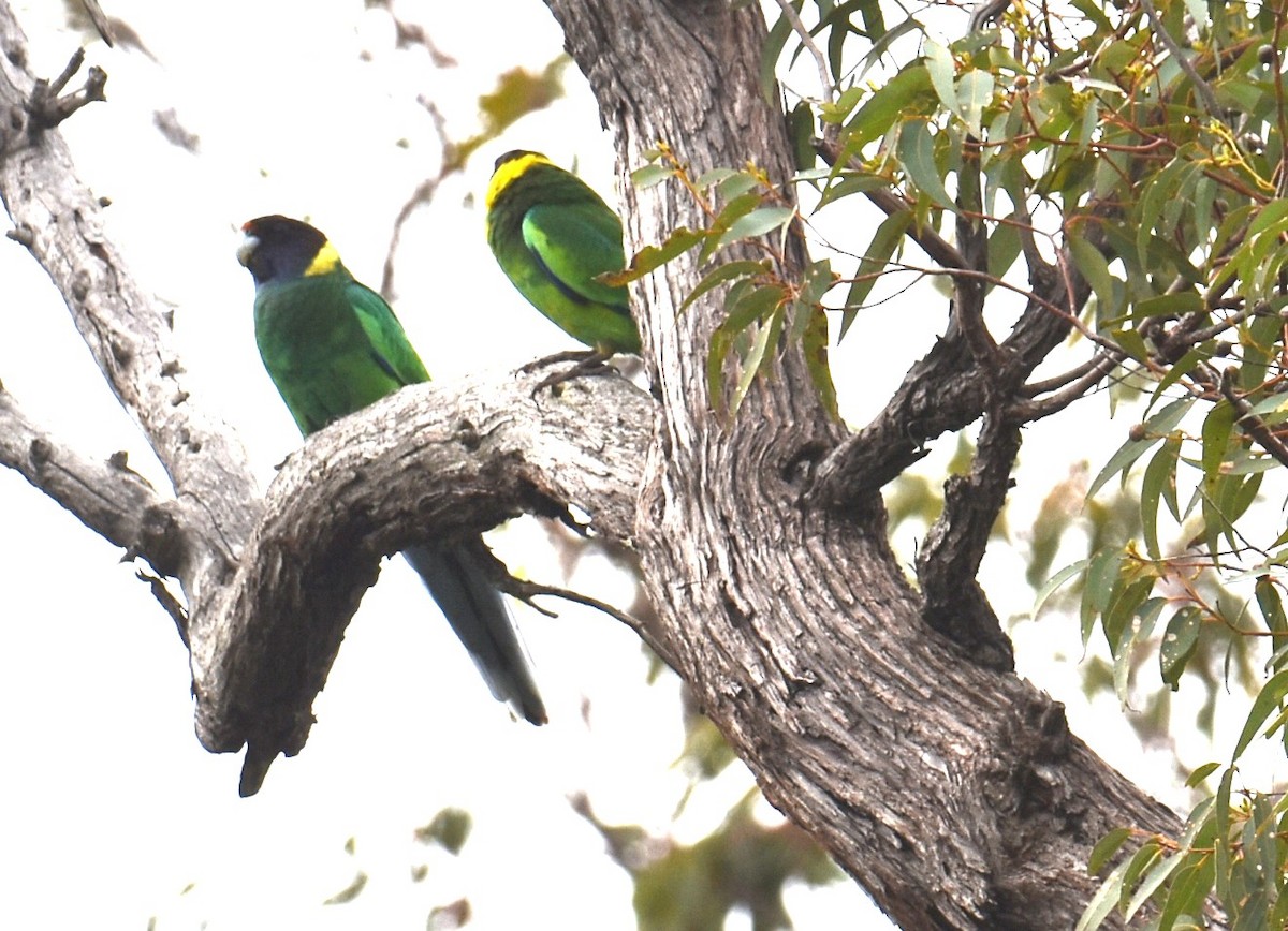 Australian Ringneck (Twenty-eight) - ML622908941