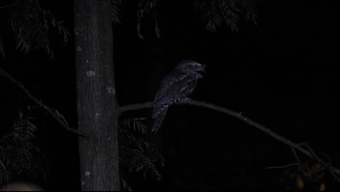 Tawny Frogmouth - ML622908957