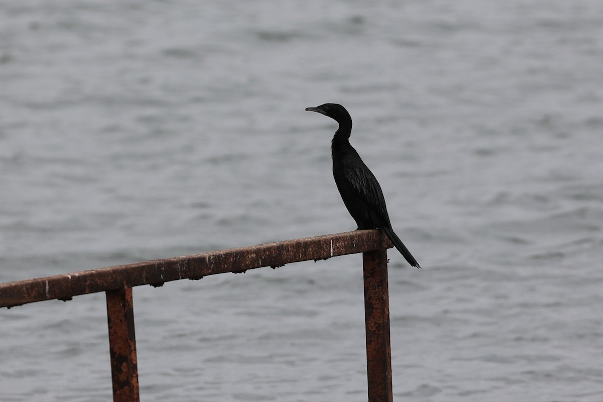 Little Cormorant - Abhishek Shroti