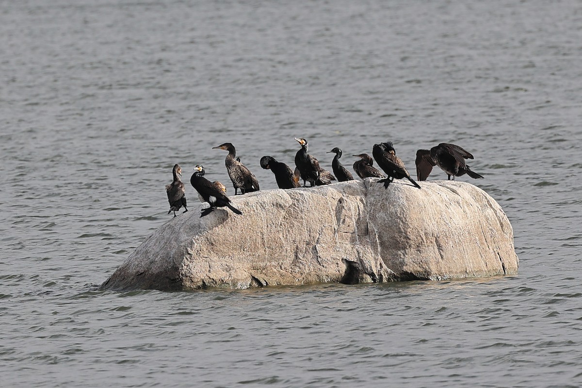 Cormoran à cou brun - ML622908967