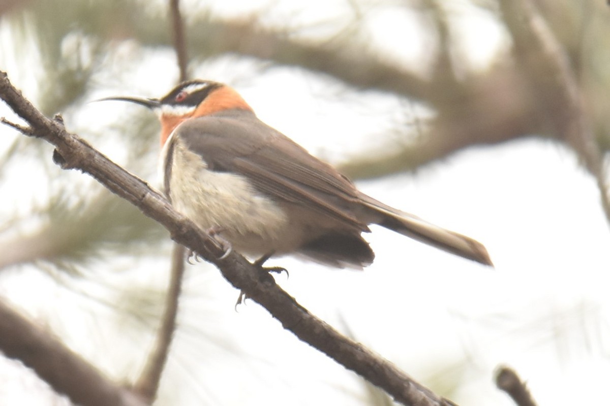 Western Spinebill - ML622908968