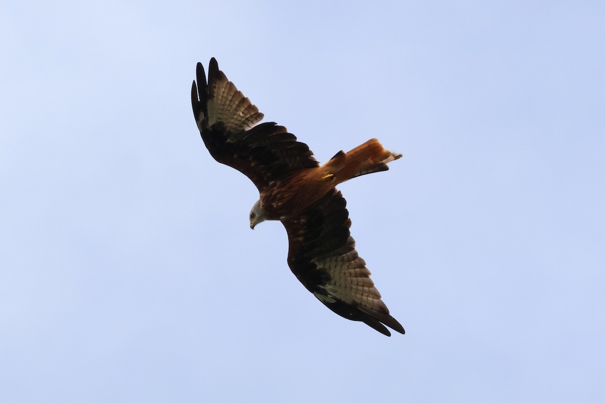 Red Kite - ML622908969