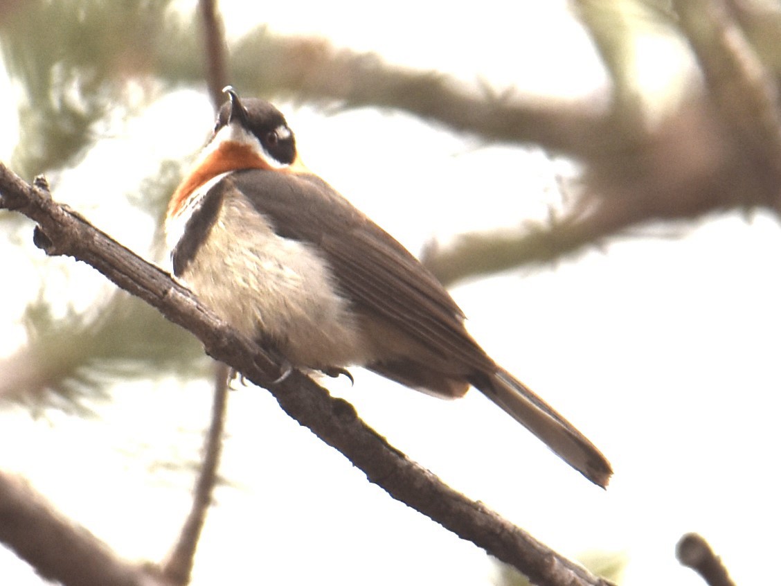 Western Spinebill - ML622908971