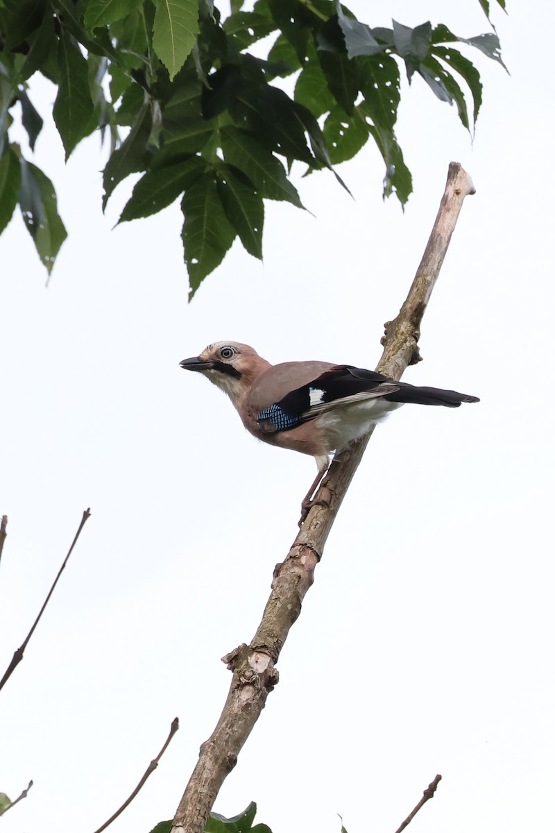 Eurasian Jay - ML622908972