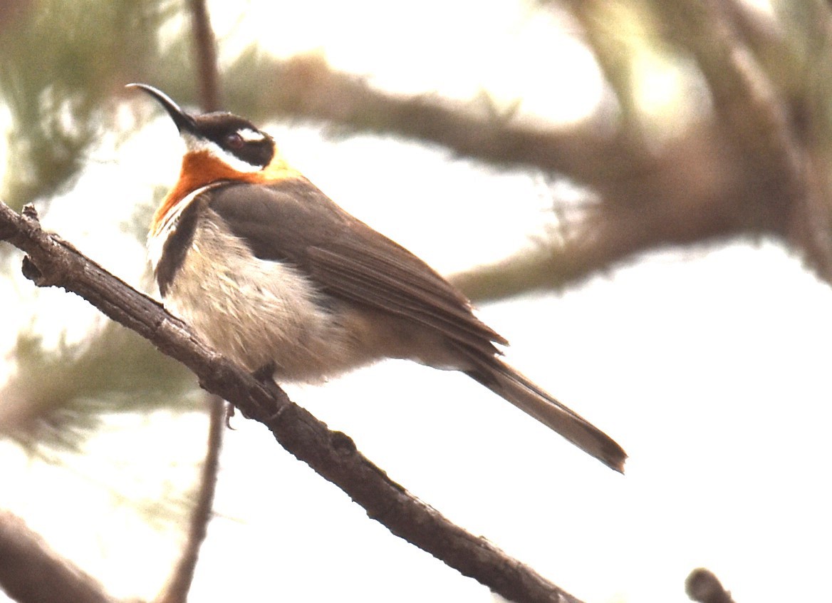 Western Spinebill - ML622908973