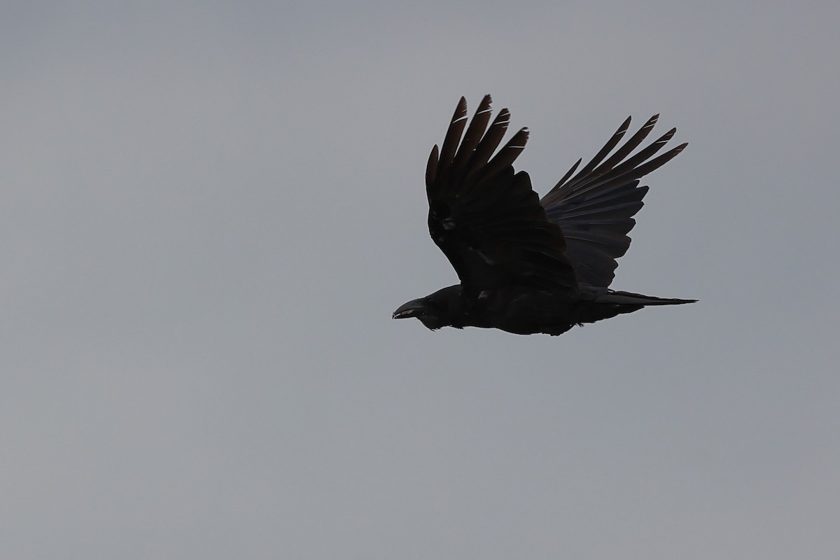 Corbeau à gros bec - ML622908997