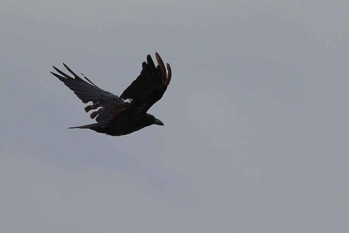 Corbeau à gros bec - ML622908998