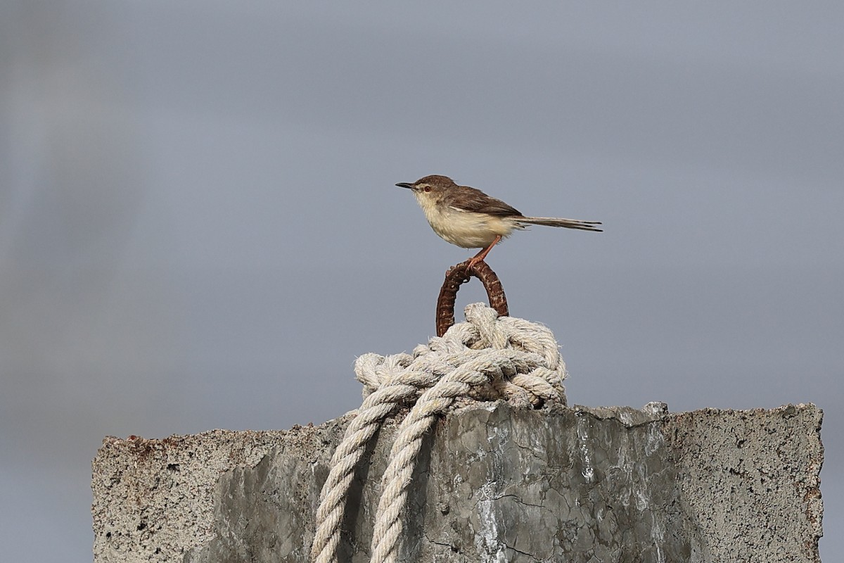 Plain Prinia - Abhishek Shroti