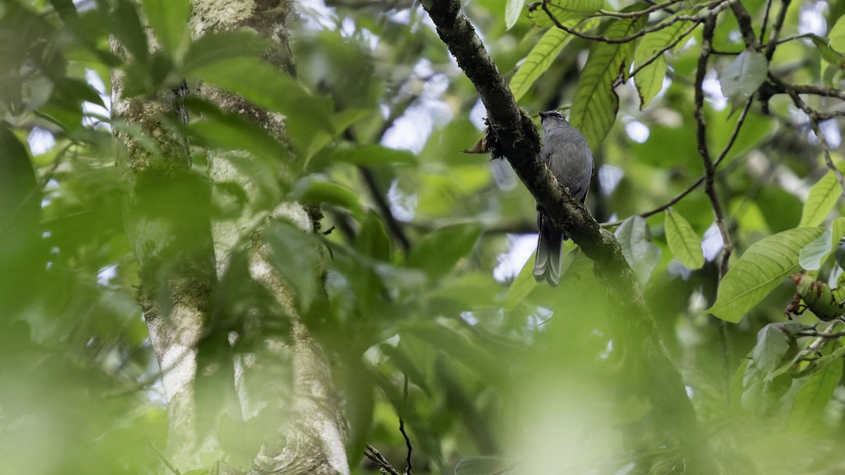 Slate-colored Solitaire - ML622909009