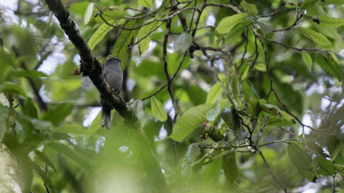 Slate-colored Solitaire - ML622909010