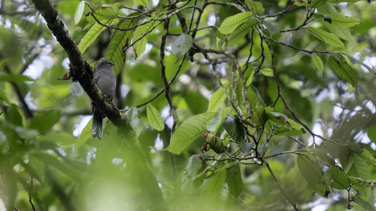 Slate-colored Solitaire - ML622909014