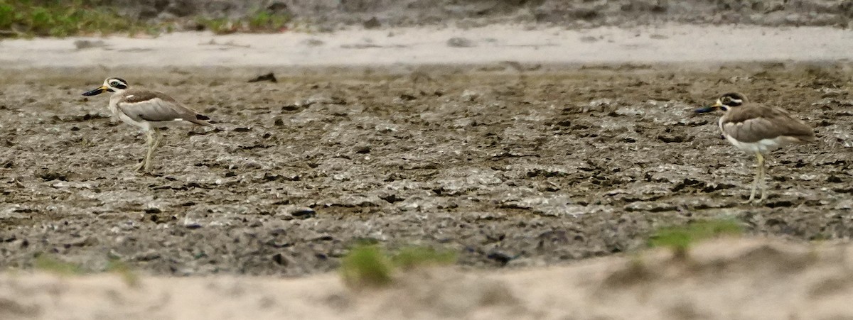 Great Thick-knee - ML622909052