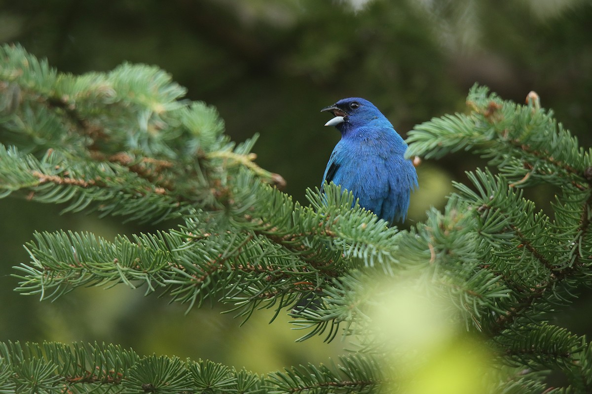 Indigo Bunting - Sylvain Lépine