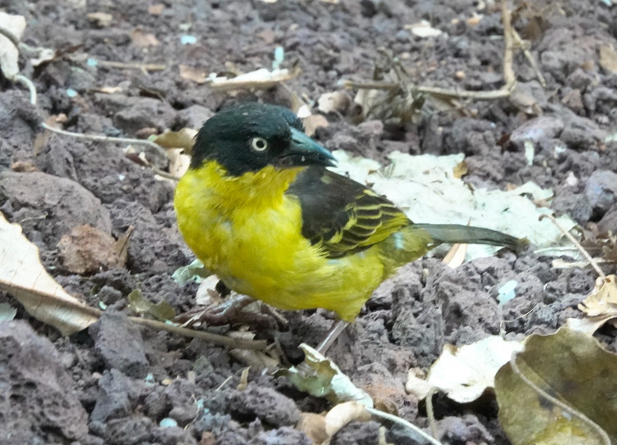 Baglafecht Weaver - ML622909080