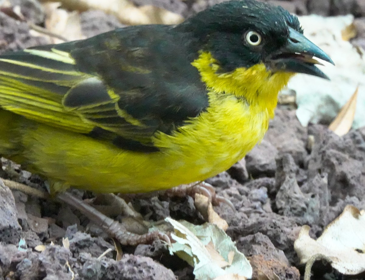 Baglafecht Weaver - ML622909081