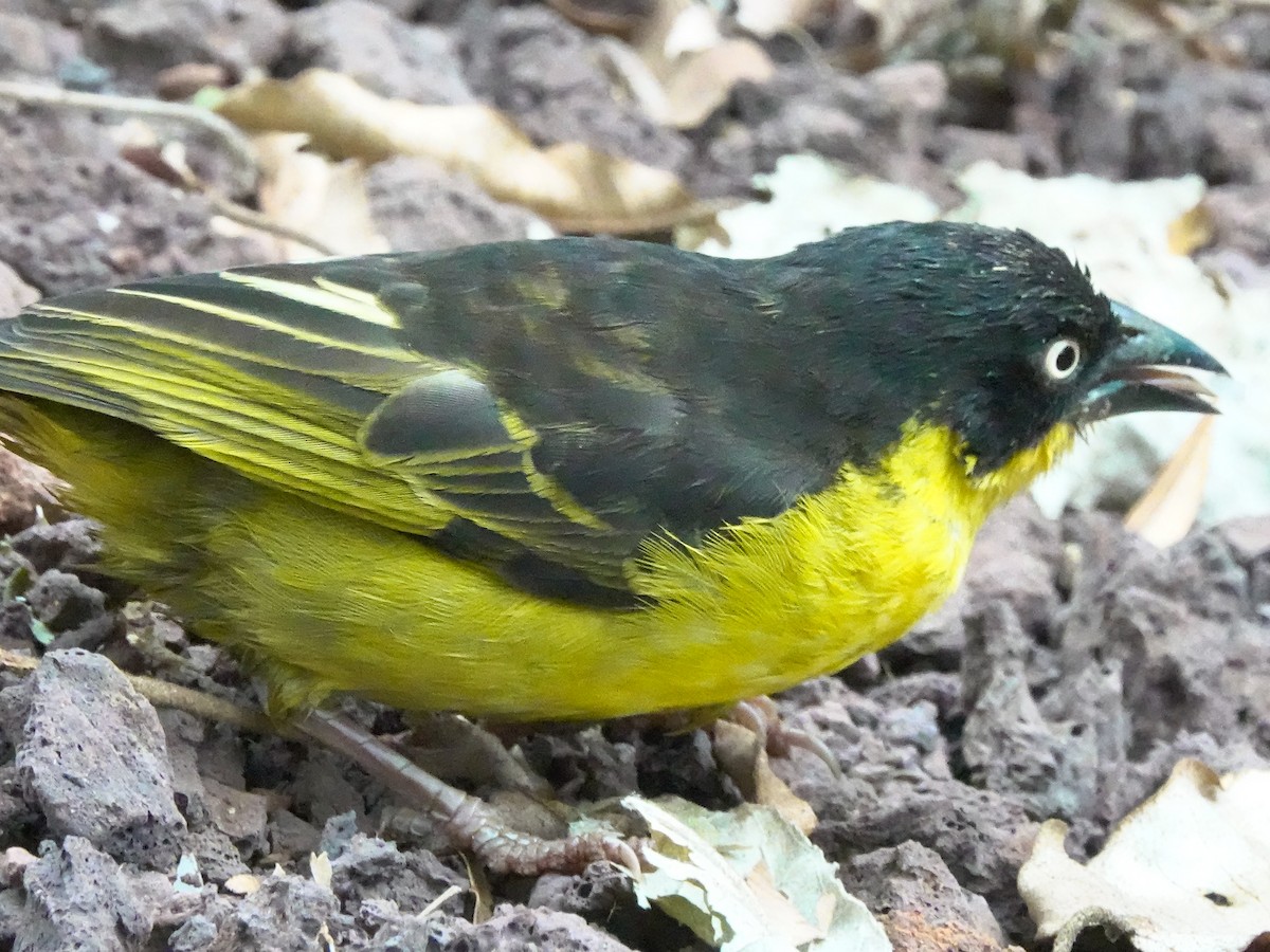 Baglafecht Weaver - ML622909082