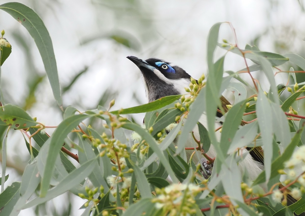 Blue-faced Honeyeater - ML622909090