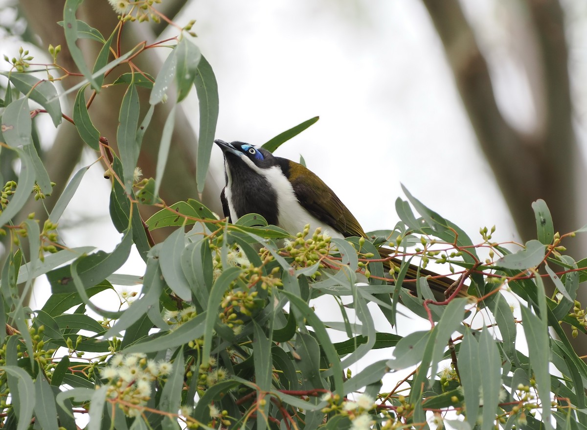 Blue-faced Honeyeater - ML622909091