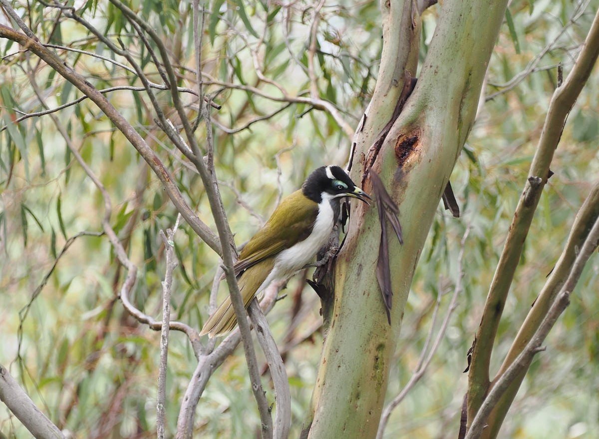 Blue-faced Honeyeater - ML622909092