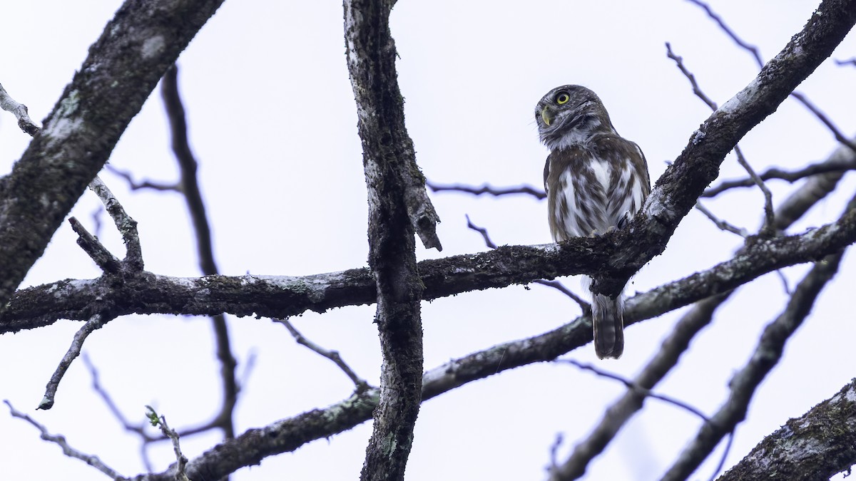 Ferruginous Pygmy-Owl (Ferruginous) - Robert Tizard